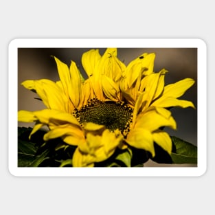 122014 sunflower Sticker